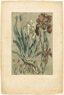 Iris Florentina, from Collection des plantes usuelles, curieuses, et étrangères, 1767. Creator: Jacques Fabian Gautier Dagoty.