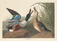 Shoveller Duck, 1836. Creator: Robert Havell.