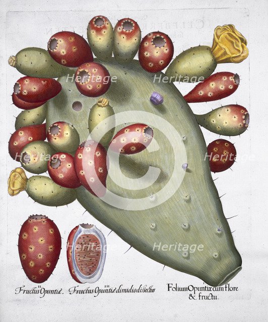Folium Opuntia, 1613. Artist: Unknown