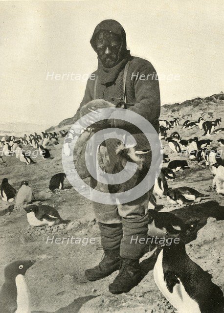 'Murray Holding Young Penguins', c1908, (1909).  Artist: Unknown.