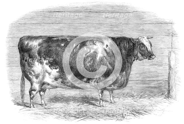 The First-Prize Shorthorn Cow 1864. Creator: Unknown.