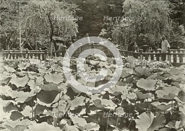 'A Lotus Pond', 1910. Creator: Herbert Ponting.