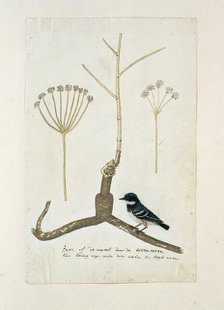Apiacea or Umbeliffera, 1777-1786. Creator: Robert Jacob Gordon.