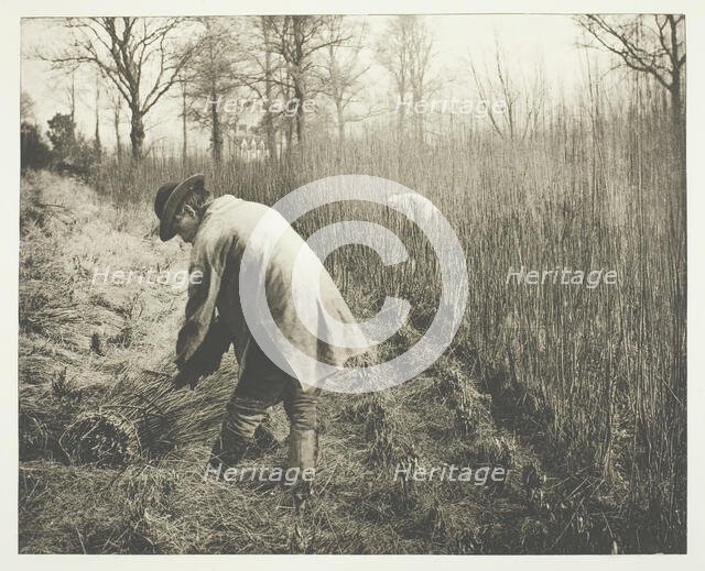 Men cutting rushes, 1892.  Creator: James Leon Williams.