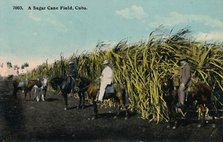 'A Sugar Cane Field, Cuba', 1912. Creator: Unknown.