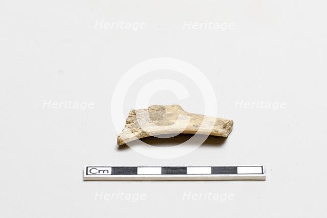 Oracle bone, inscribed, Shang dynasty, ca. 1600 - ca. 1050 BCE. Creator: Unknown.