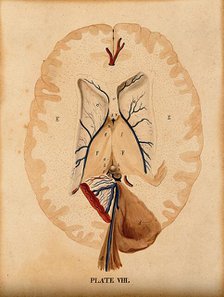 Brain: seven figures illustrating various portions, including cross-section of..., 1820-1827. Creator: William Home Lizars.