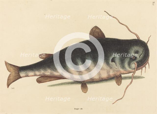 The Cat Fish (Silurus catus), published 1754. Creator: Mark Catesby.