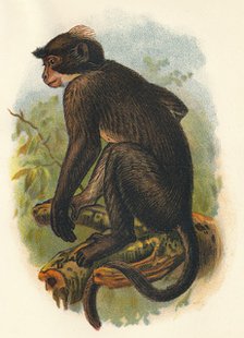 'White Crowned Mangabey', 1897. Artist: Henry Ogg Forbes.