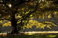Autumn colour in the park of Kenwood House, London, c1980-c2017.   Artist: Historic England Staff Photographer.