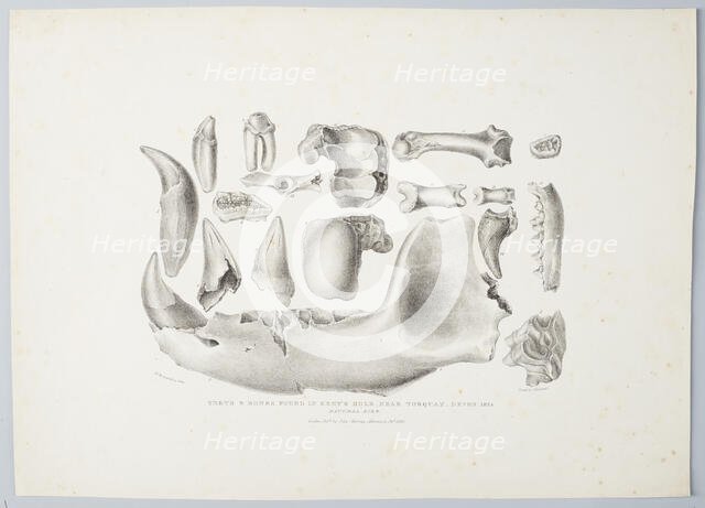 Teeth and Bones Found in Kent's Hold, Near Torquay, Devon, 1824 (Natural size), 1825. Creator: Mary Morland.