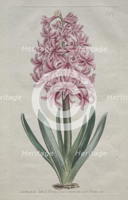 The Botanical Magazine or Flower Garden Displayed: Garden Hyacinth, 1806. Creator: Thomas Curtis (British, 1846-1920).