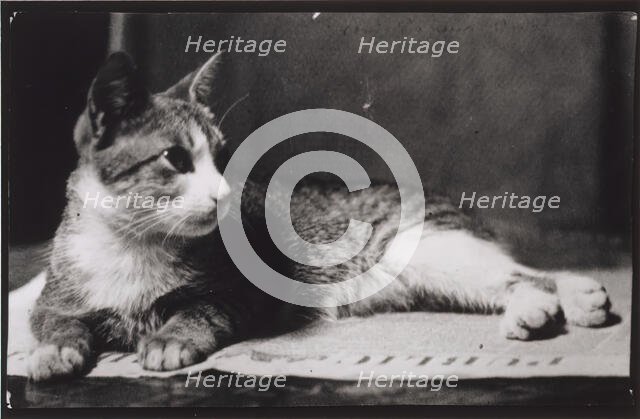 Mrs. Thomas Eakins's Cat, c. 1880-1890. Creator: Thomas Eakins.