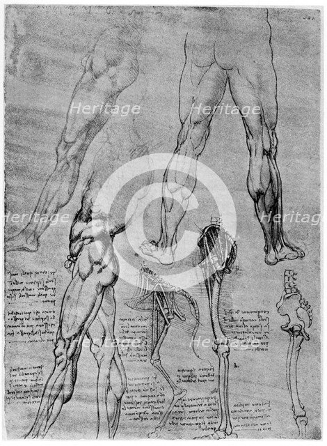 Studies in comparative anatomy, 1506-1507 (1954). Artist: Leonardo da Vinci