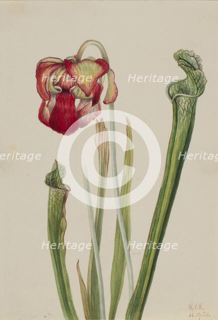Drummond Pitcherplant (Sarracenia drummondii), 1921. Creator: Mary Vaux Walcott.