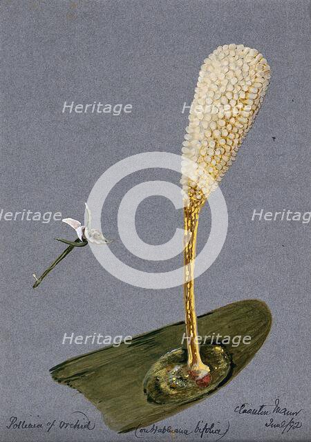 Pollinia (clumps of pollen) of the butterfly habenaria orchid (Habenaria bifolia) on a..., 1892. Creator: Unknown.