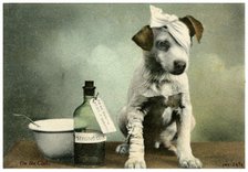 Dog in bandages. Artist: Unknown