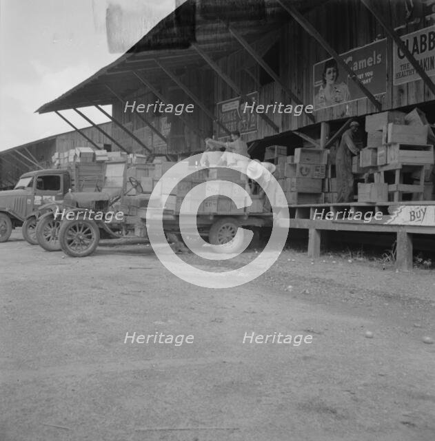 Tomato packing shed for packing and shipment north, Hazelhurst, Mississippi, 1937. Creator: Dorothea Lange.