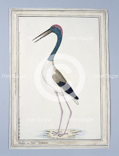 Ephippiorhynchus asiaticus ? (Black-necked stork), 1776-before 1780. Creator: John Hunter.