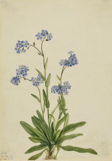 Alpine Forget-me-not (Myosotis alpestris), 1924. Creator: Mary Vaux Walcott.