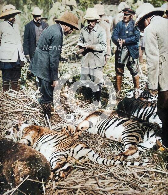 A royal bag of tigers, 1911 (1935).  Creator: Unknown.