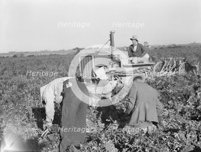 Carrot digger, Imperial Valley, California, 1939. Creator: Dorothea Lange.