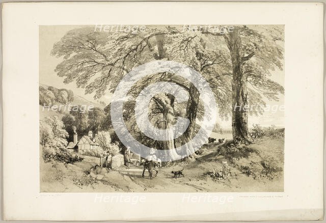 Wych Elm, from The Park and the Forest, 1841. Creator: James Duffield Harding.