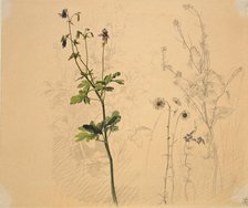 Columbine, daisy, garlic loosestrife, and lobelia, 1816. Creator: Carl Philipp Fohr.