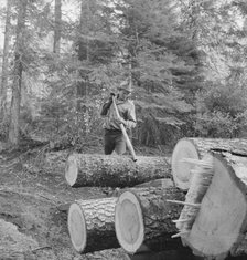 Member of the Ola self-help sawmill co-op working in the woods..., Gem County, Idaho, 1939. Creator: Dorothea Lange.