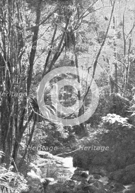 'Dans la foret de Madilo (jadis foret vierge de Madagascar); Iles Africaines de la mer..., 1914. Creator: Unknown.