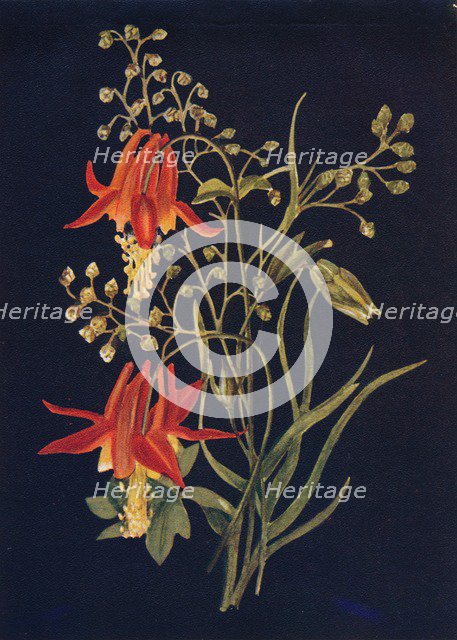 'Columbine',  c1915, (1915). Artist: Emma Graham Clock.