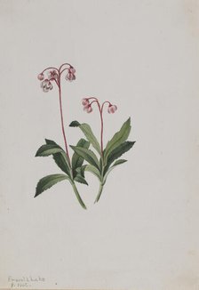 Western Pipsissewa (Chimaphila umbellata), 1902. Creator: Mary Vaux Walcott.