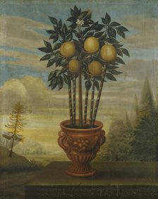 Orange tree in urn, 1733. Creator: David von Coln.