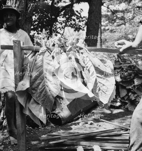 Tobacco strung on sticks, Granville County, North Carolina, 1939. Creator: Dorothea Lange.
