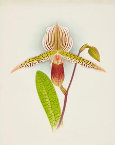 Orchid: Cypripedium Shilianum, 1907. Creator: Frederick William Bolas.