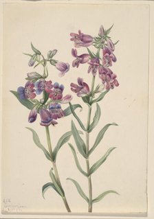 Prairie Pentstemon (Pentstemon erianthera), 1923. Creator: Mary Vaux Walcott.