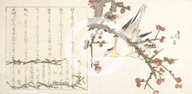 Bush Warbler on a Plum Branch (Ume ni uguisu), early 19th century. Creator: Totoya Hokkei.