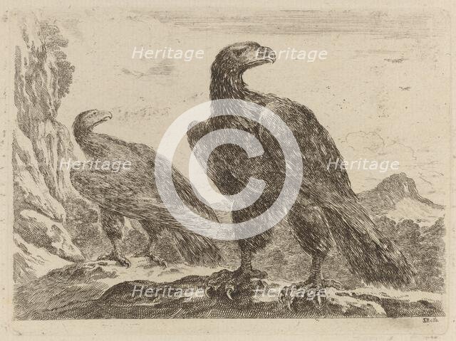 Two Eagles, Both with Heads Turned to the Right. Creator: Stefano della Bella.