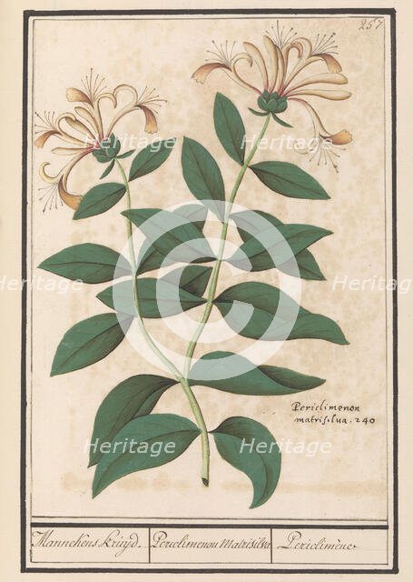 Garden or common honeysuckle (Lonicera caprifolium), 1596-1610. Creators: Anselmus de Boodt, Elias Verhulst.