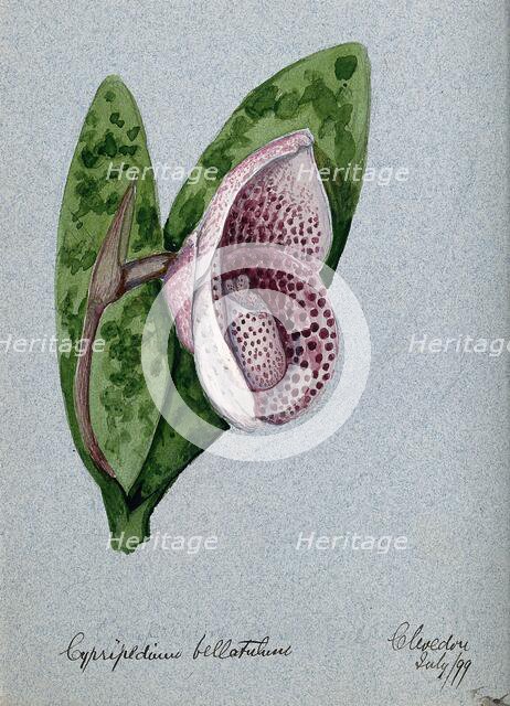 A lady's slipper orchid (Cypripedium bellatulum): flowering stem, 1899. Creator: Unknown.