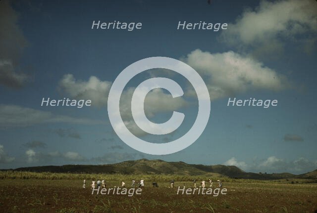 Cultivating sugar cane on the Virgin Islands Company land, vicinity of Bethlehem, St. Croix, 1941. Creator: Jack Delano.