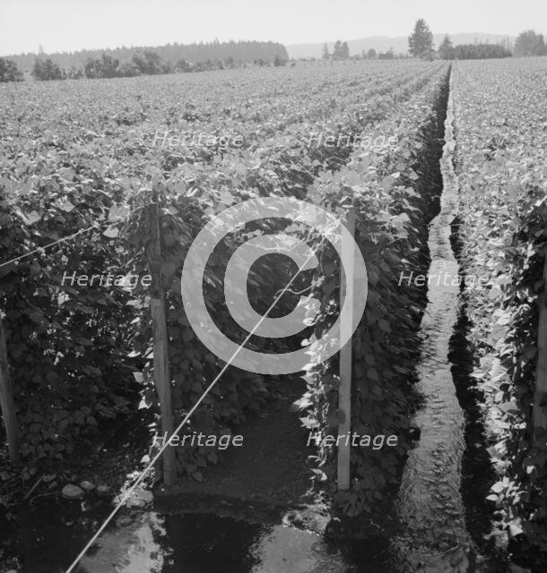 Beanfield showing irrigation, near West Stayton, Marion County, Oregon, 1939. Creator: Dorothea Lange.