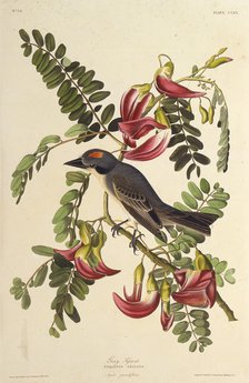 Gray Tyrant. From "The Birds of America", 1827-1838. Creator: Audubon, John James (1785-1851).