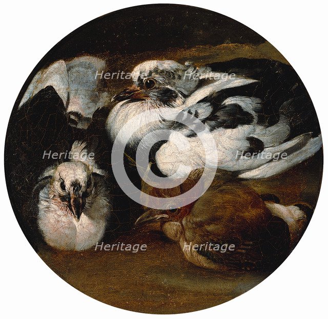 Two doves and a thrush.