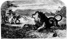 David Livingstone, saved from a lion by Mebalwe, a native schoolmaster, 1857. Artist: Unknown