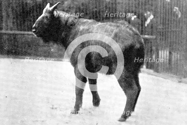 The rarest ruminant: the Takin, now at the "Zoo", 1909. Creator: Walter Sidney Berridge.