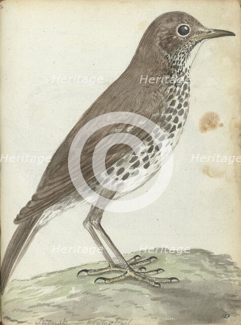 Swedish bird, 1787-1808. Creator: Jan Brandes.