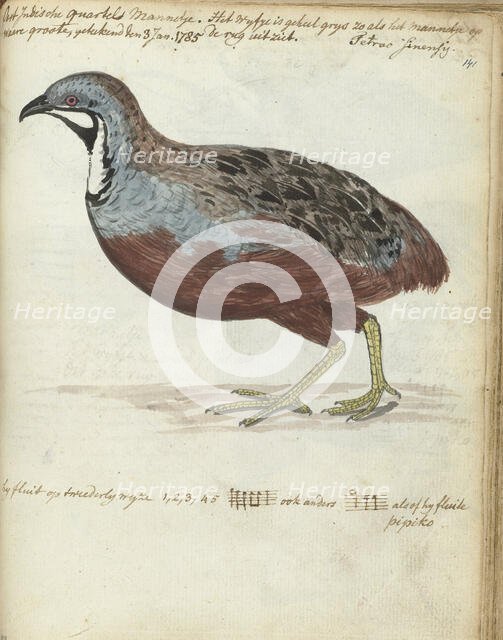 Javan quail, 1785. Creator: Jan Brandes.
