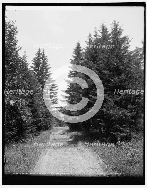 On the road to Silver Lake, Green Mountains, between 1900 and 1906. Creator: Unknown.
