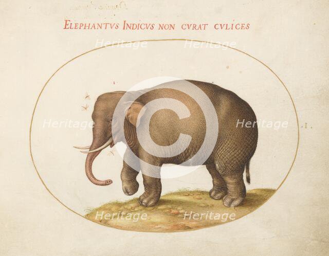 Plate 1: Elephant with Insects, c. 1575/1580. Creator: Joris Hoefnagel.
